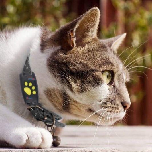 TrackCat | GPS-Katzenortungssystem mit Echtzeit-Updates 0